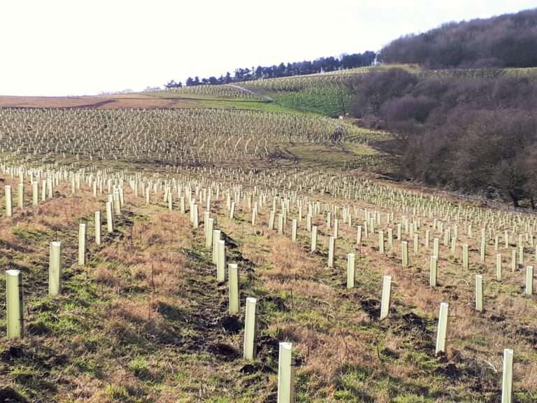 Forestry Planting for Commercial Grounds: A Complete Guide to Long-Term Value