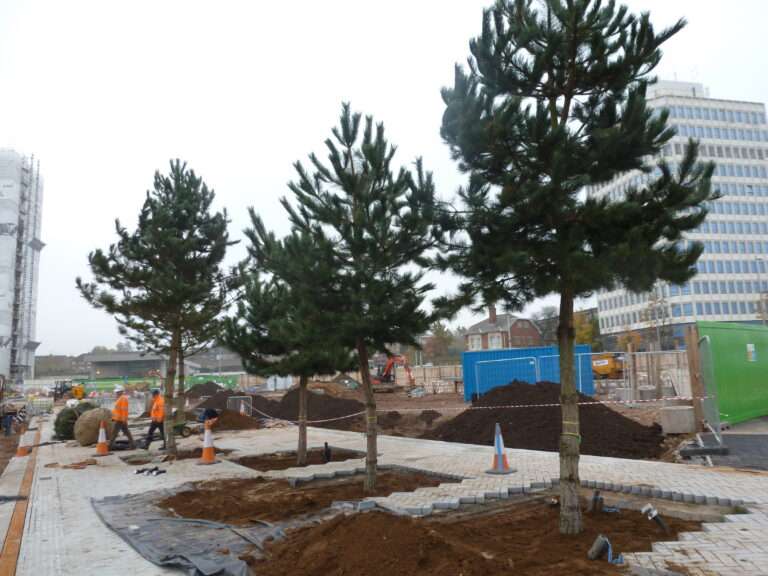 Tree Pit Construction Made Easy: 7 Essential Steps for Long-Term Tree Health
