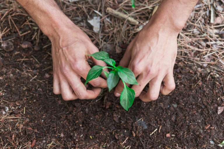 9 Cost-Saving Tips for Habitat Restoration That Don’t Compromise on Quality