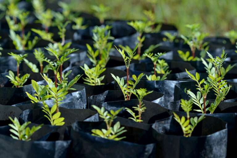 Planting Trees for Commercial Woodlands: A Smart, Profitable and Sustainable Investment