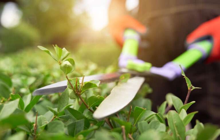 Hedge Maintenance for a Polished Look: Precision, Privacy and Professional Appeal