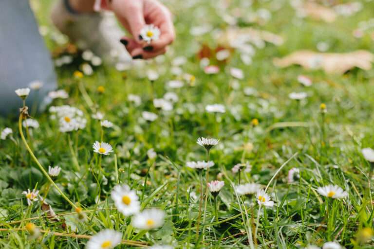 Cost-Effective Wildflower Seeding Strategies for Large-Scale Impact