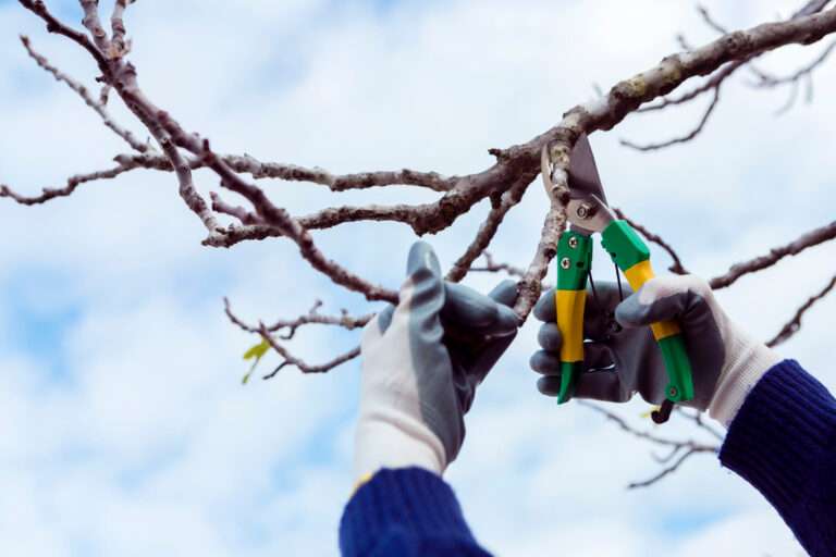 Seasonal Tree Care Tips for Healthy, Resilient Landscapes