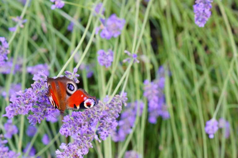 Top 12 Pollinator-Friendly Plants to Boost Biodiversity and Colour Your Landscape