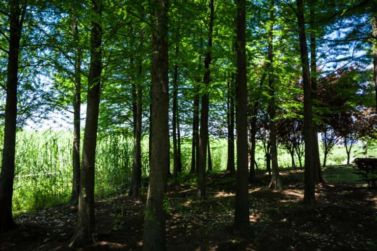 The True Value of Semi-Mature Trees: Are They Worth the Cost?