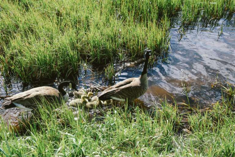 7 Proven Cost-Saving Strategies for Wetland Restoration That UK Landowners Must Know