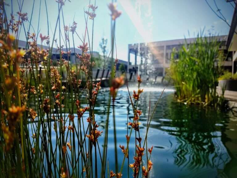 Restoring Wetlands on Commercial Sites: A Practical Guide to Greener Development