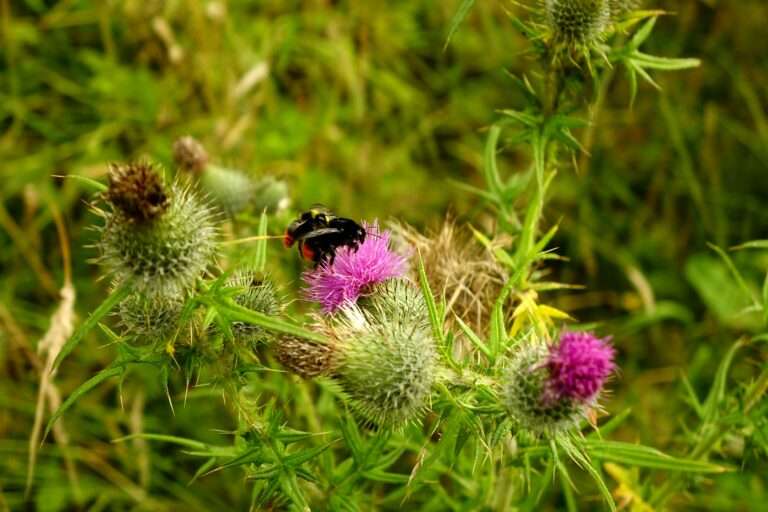 Wildflower Seeding for Pollinator Health: 7 Powerful Ways to Boost Biodiversity on Your Land