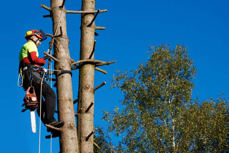 Pruning Trees for Commercial Landscapes: Why, When and How to Get It Right
