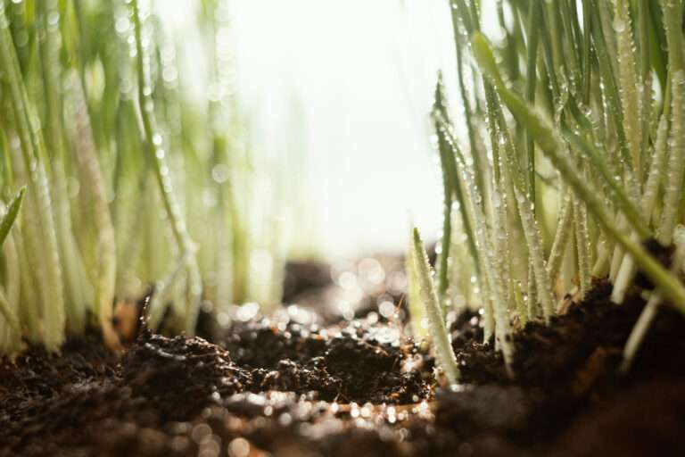 Unlocking the Secrets to Enhancing Soil Quality for Better Growth
