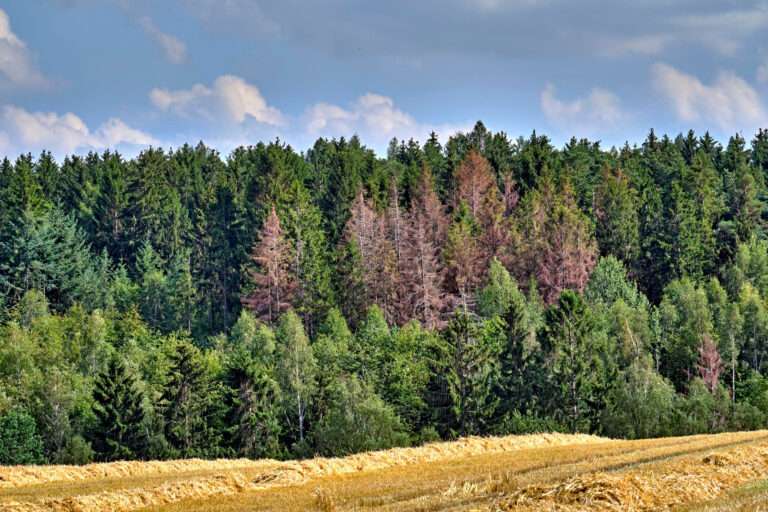 The Transformative Benefits of Mixed Forestry Planting for Sustainable Landscapes