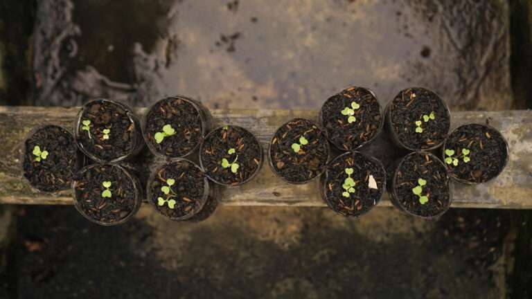 Designing Marginal Planting Areas: Expert Tips for Beautiful and Functional Water Edges