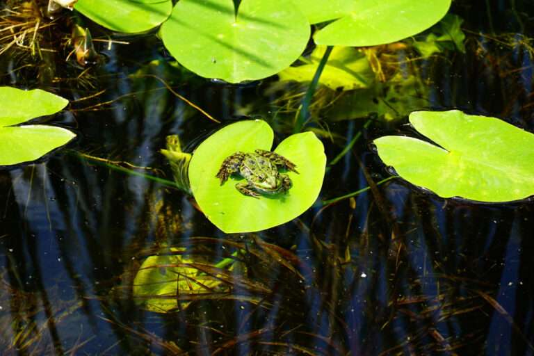 7 Key Benefits of Aquatic Plants for Landscapes