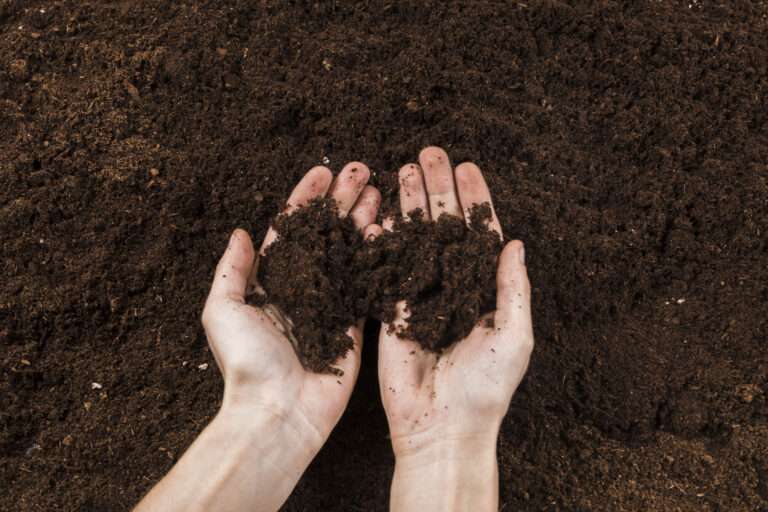 Soil Testing for Commercial Landscapes: The Expert’s Approach to Healthy Growth