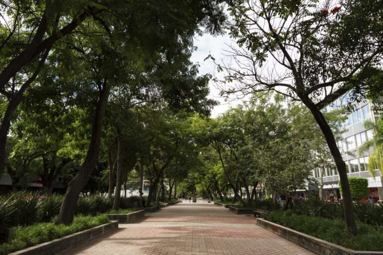 Tree Pits in Urban Spaces: Why They’re Vital for Greener, Healthier Cities