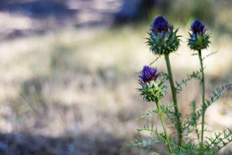 British vs English Wildflower Seeds: What’s the Difference and Which Should You Choose?