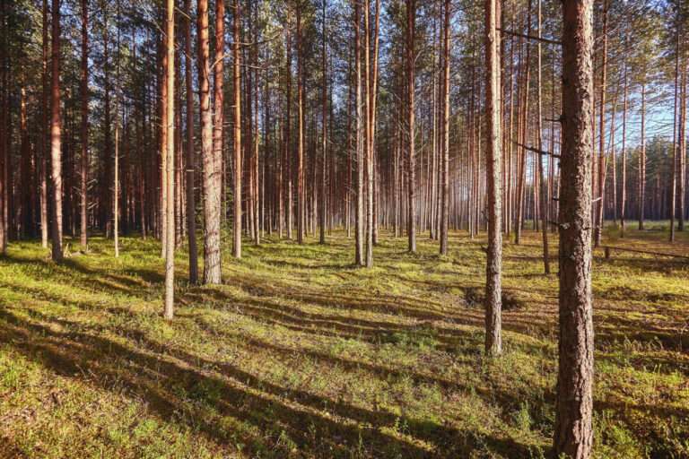 Forestry Management vs Woodland Management: What’s the Difference?