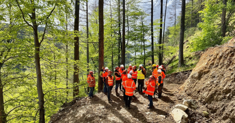 Woodland Management in the UK: What It Is and Why It Matters