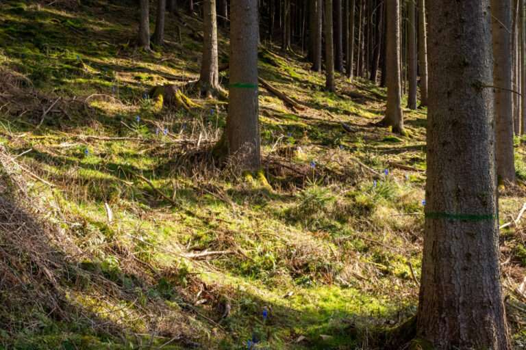 Sustainable Woodland Management: Protecting Habitats for Future Generations