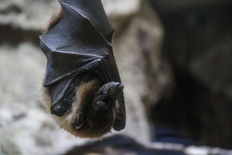 Bat Hibernacula: Why Old Buildings and Caves Are Vital for Conservation