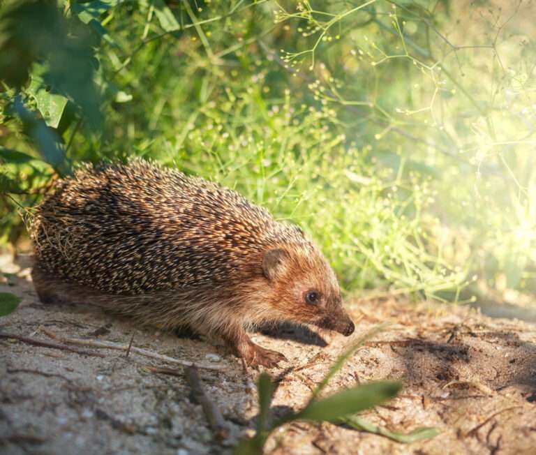 How to Build a Hedgehog Hibernaculum in Your Garden