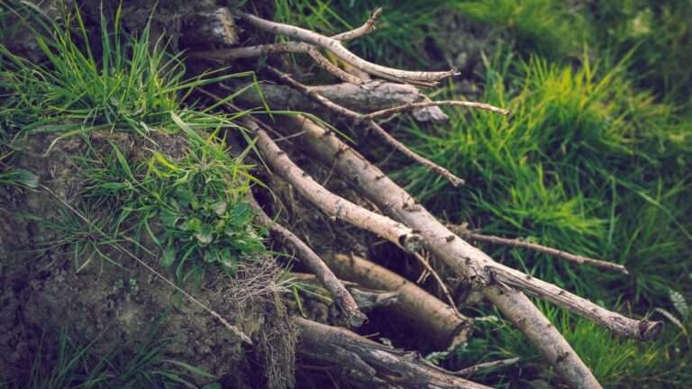 What Is a Hibernaculum? A Guide to Winter Shelters for Wildlife
