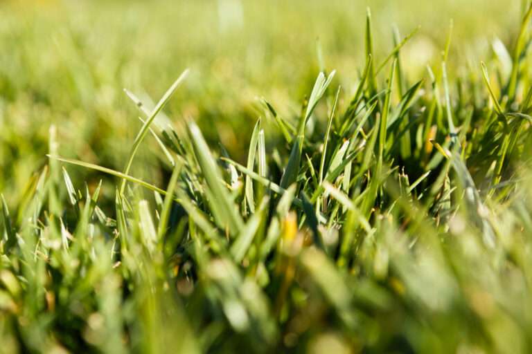 The Environmental Benefits of Smart Mowing Practices: How Sustainable Turf Care Makes a Real Difference