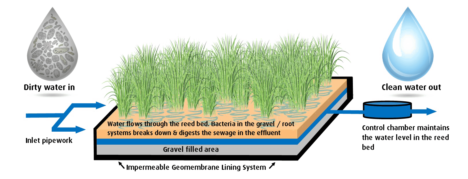 Reed Bed Systems for Sustainable Water Treatment