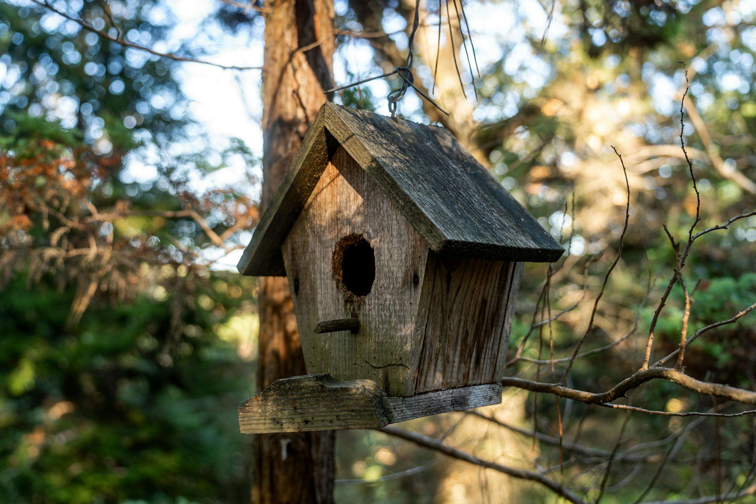 A weathered wooden birdhouse hangs on a tree branch in a sunlit forest view.