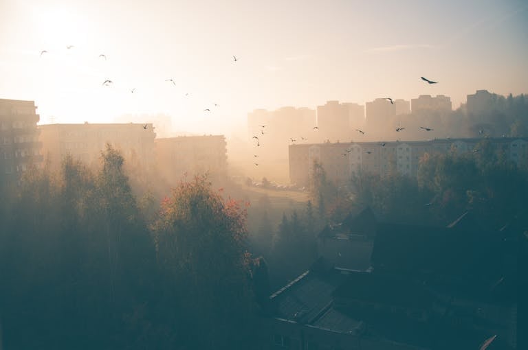 Aerial view of a foggy cityscape at dawn with a flock of birds and silhouetted buildings.