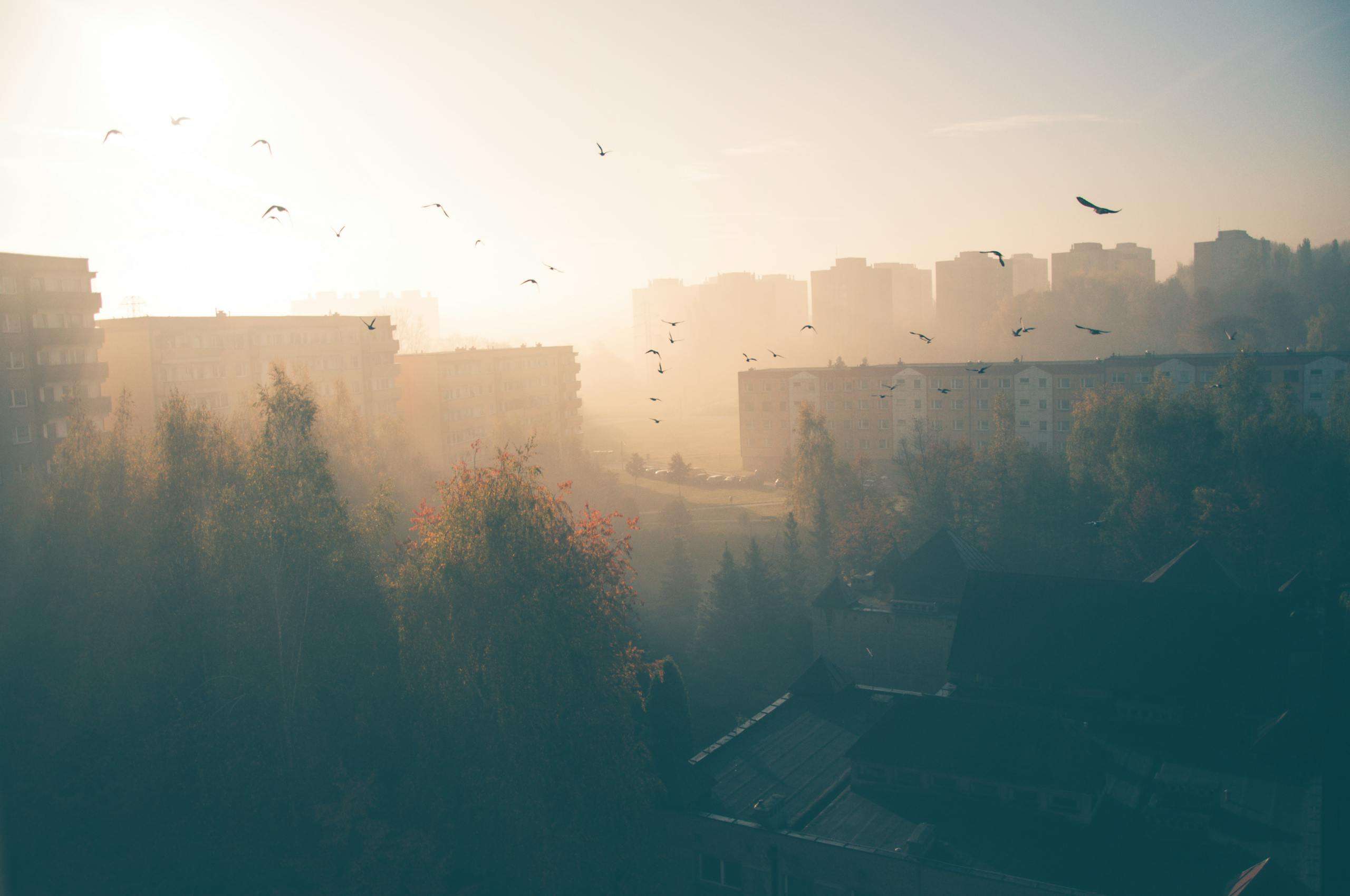 Aerial view of a foggy cityscape at dawn with a flock of birds and silhouetted buildings.