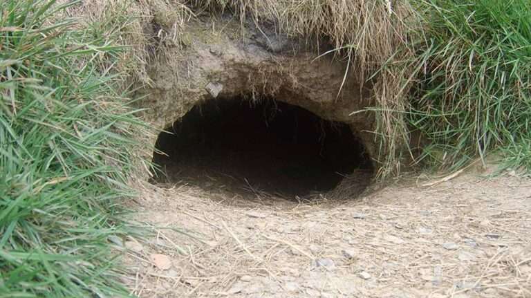 The Role of Badger Sett Creation in Biodiversity Net Gain
