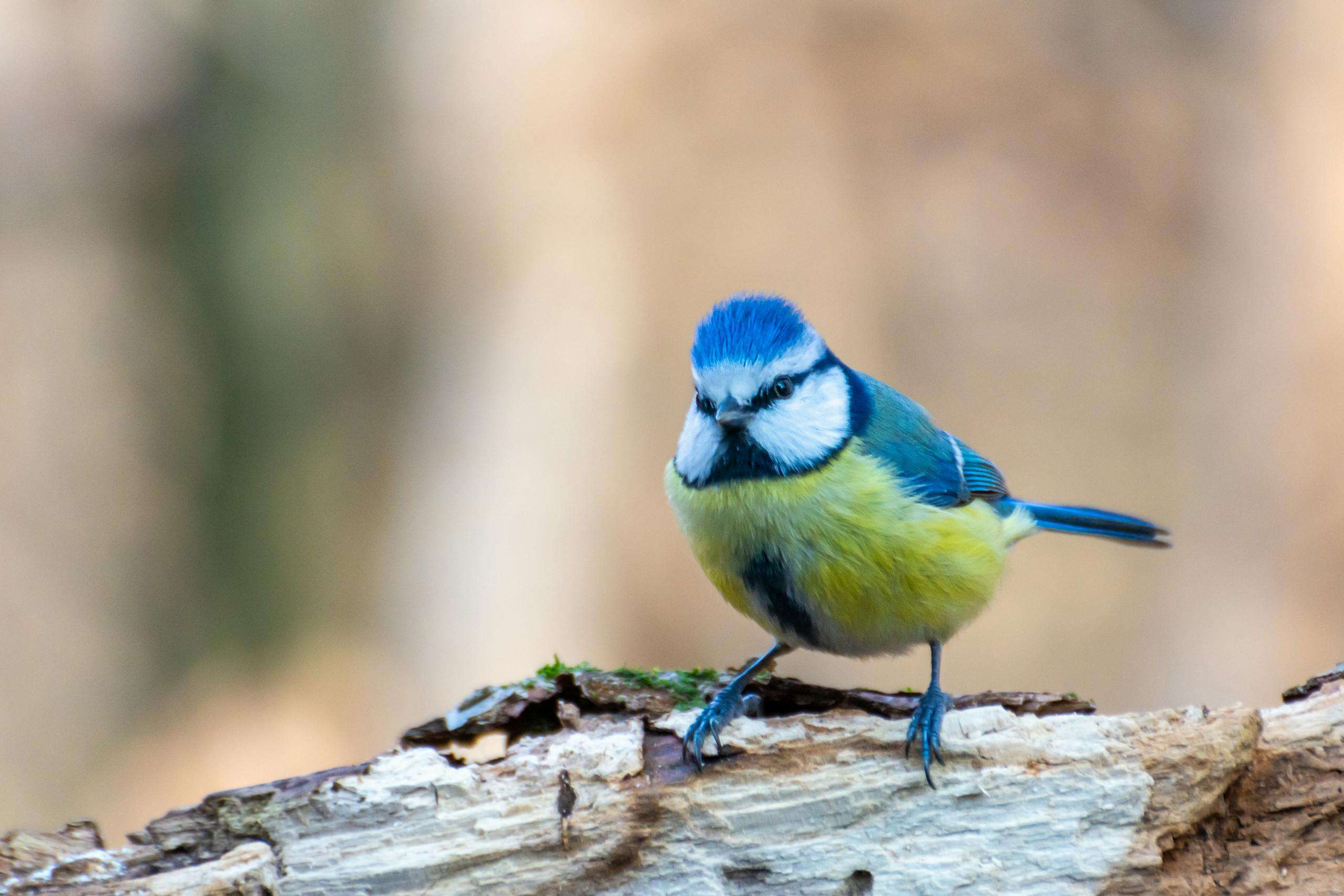 Close-up of a colorful blue tit bird standing on a tree branch outdoors.