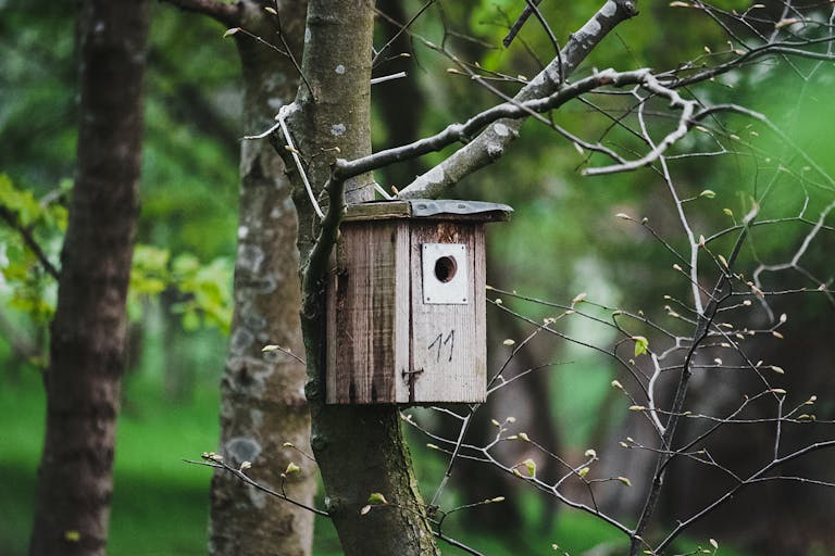 Rustic birdhouse attached to a tree in a lush green forest during spring, showcasing nature's beauty.