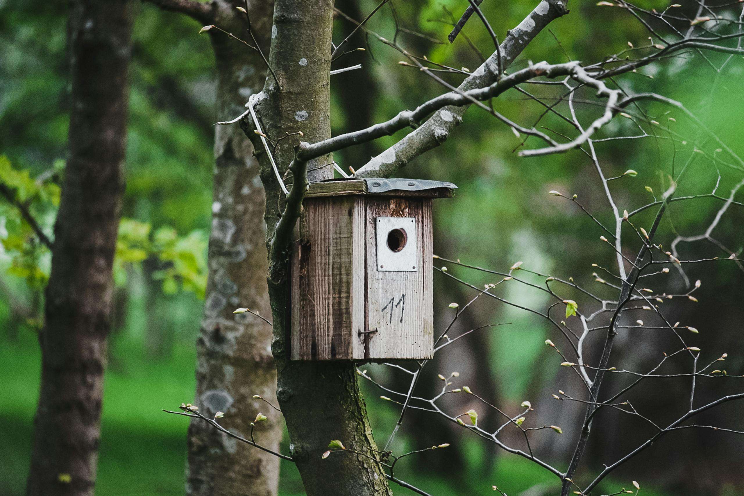 Rustic birdhouse attached to a tree in a lush green forest during spring, showcasing nature's beauty.