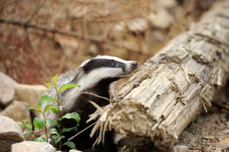 Monitoring and Maintenance of Artificial Badger Setts: What Long Term Success Really Looks Like