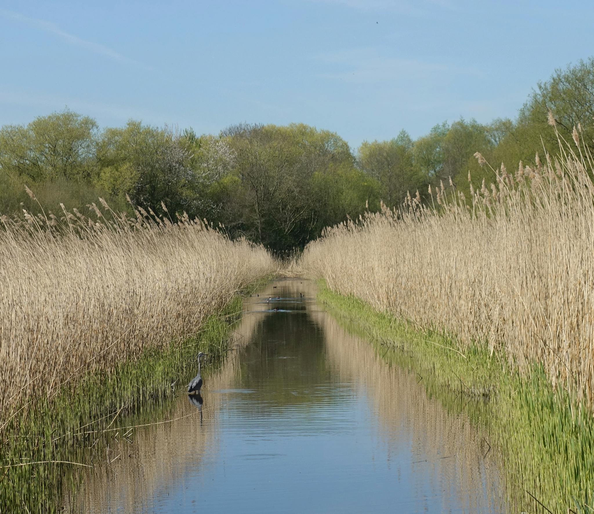 Reed Bed Installation and Refurbishment - NT Killingley Ltd