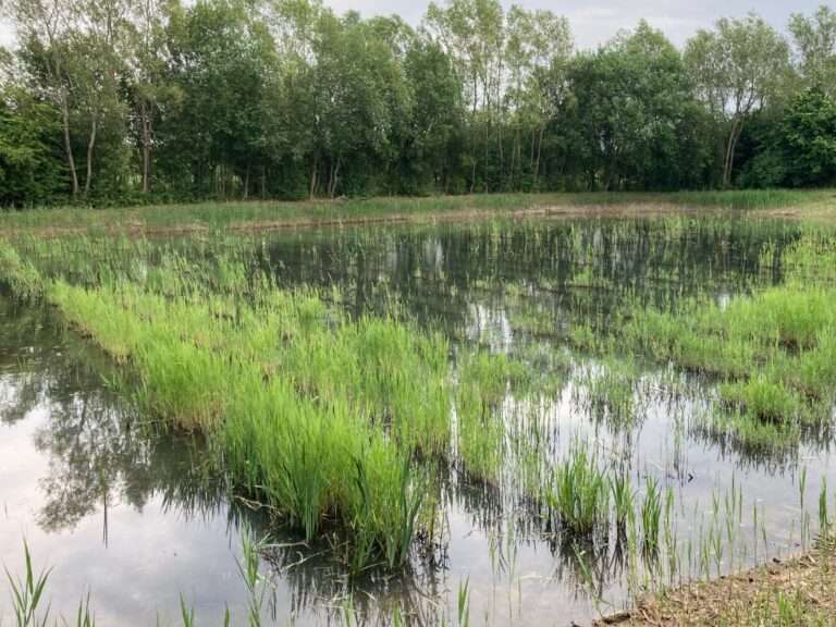 Refurbishing Old Reed Beds: Restoring Efficiency and Ecological Balance