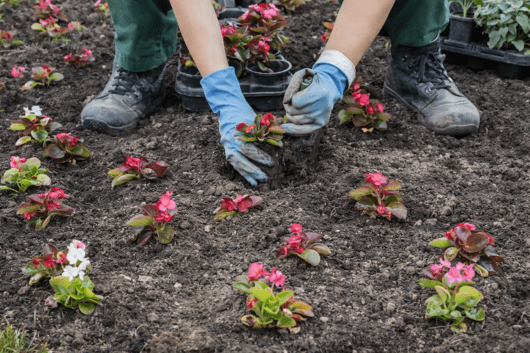 Keeping Bedding Looking Spot On: How to Maintain Summer and Winter Displays Across Busy Sites