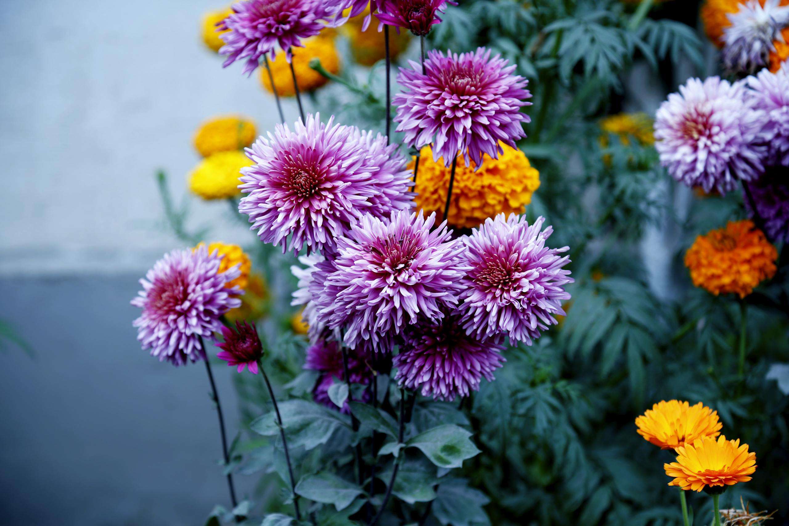 Colorful close-up of blooming chrysanthemums and marigolds in a summer garden.