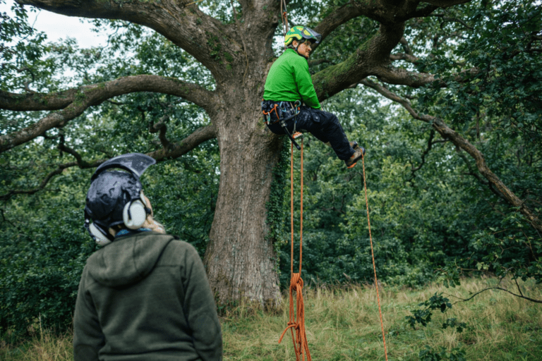 Designing Safer Sites and Healthier Landscapes: How Full Tree Surveys Really Earn Their Keep