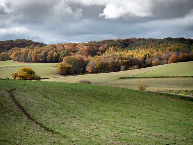 From Grassland to Woodland: Practical Habitat Management Approaches That Actually Work