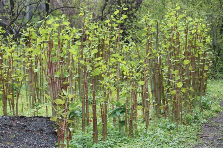 What Is Japanese Knotweed and Why Does It Matter on Development Sites?