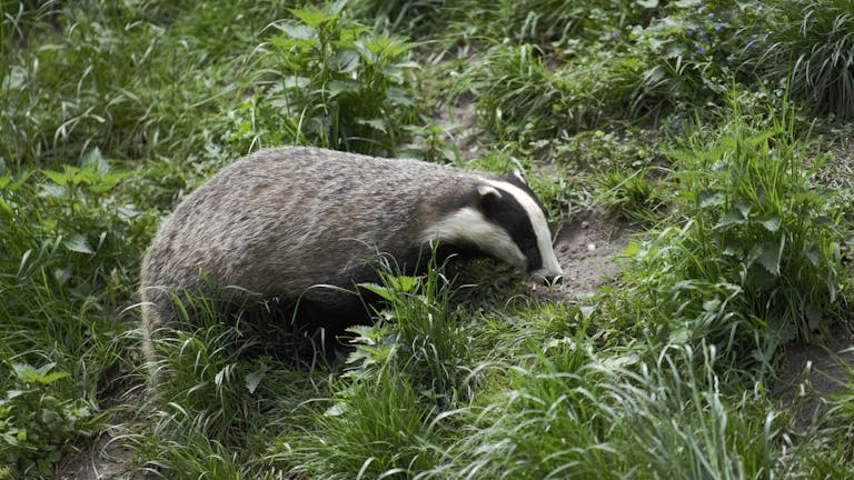 A European Badger explores its grassy surroundings, showcasing its natural behavior in the wild.