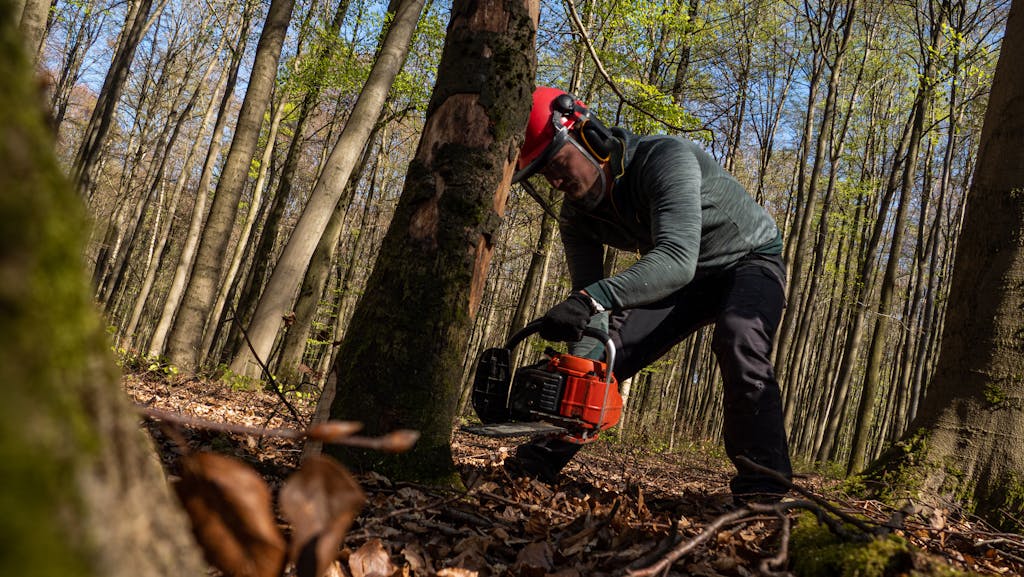 A forestry worker cuts a tree with a chainsaw in Hohenstein forest, Germany during fall.