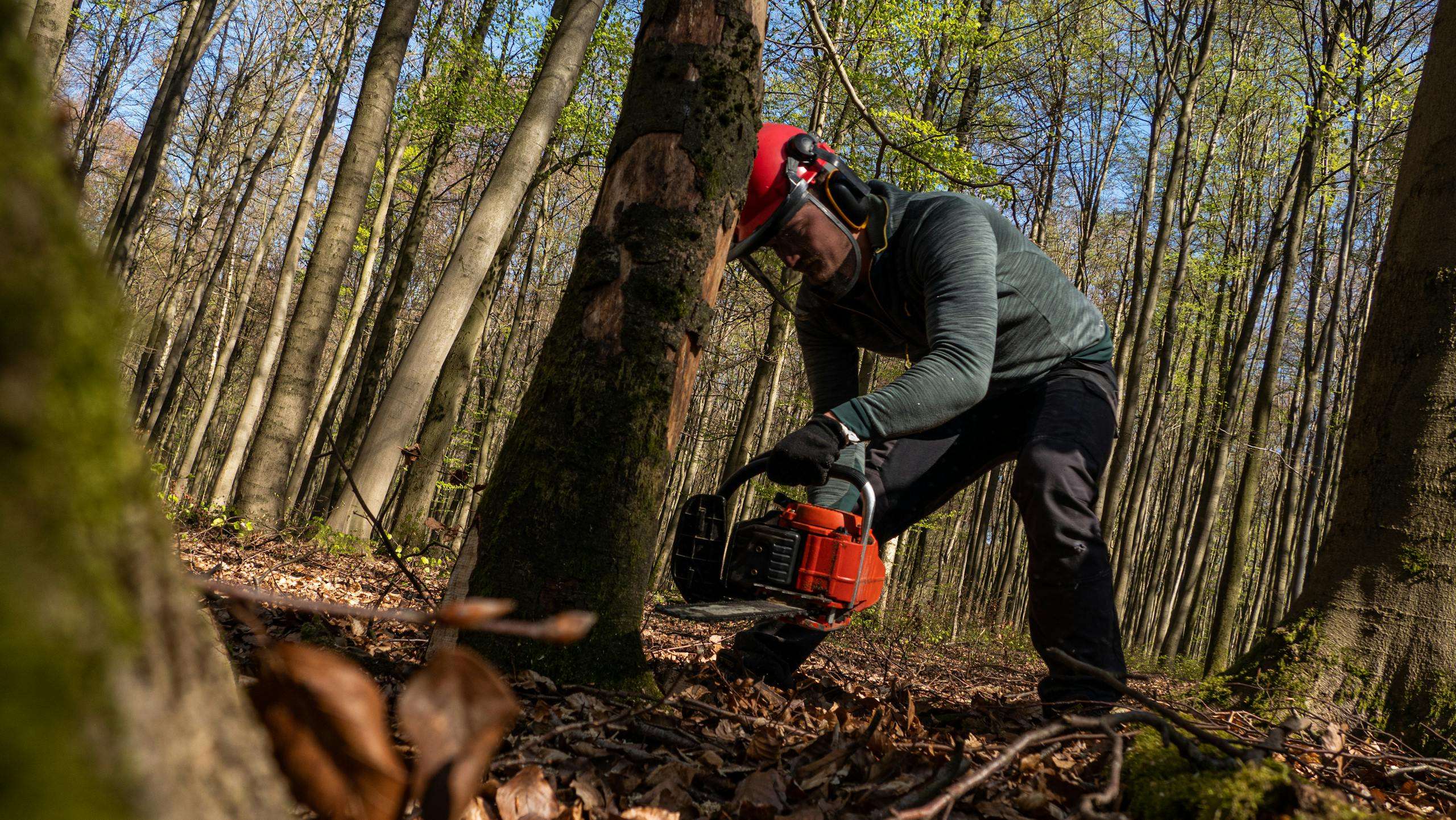 A forestry worker cuts a tree with a chainsaw in Hohenstein forest, Germany during fall.
