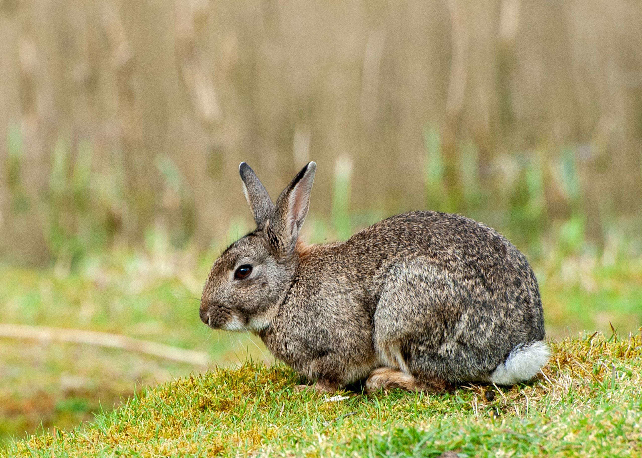 A serene close-up of a wild rabbit sitting in a grassy field, perfect for nature themes.