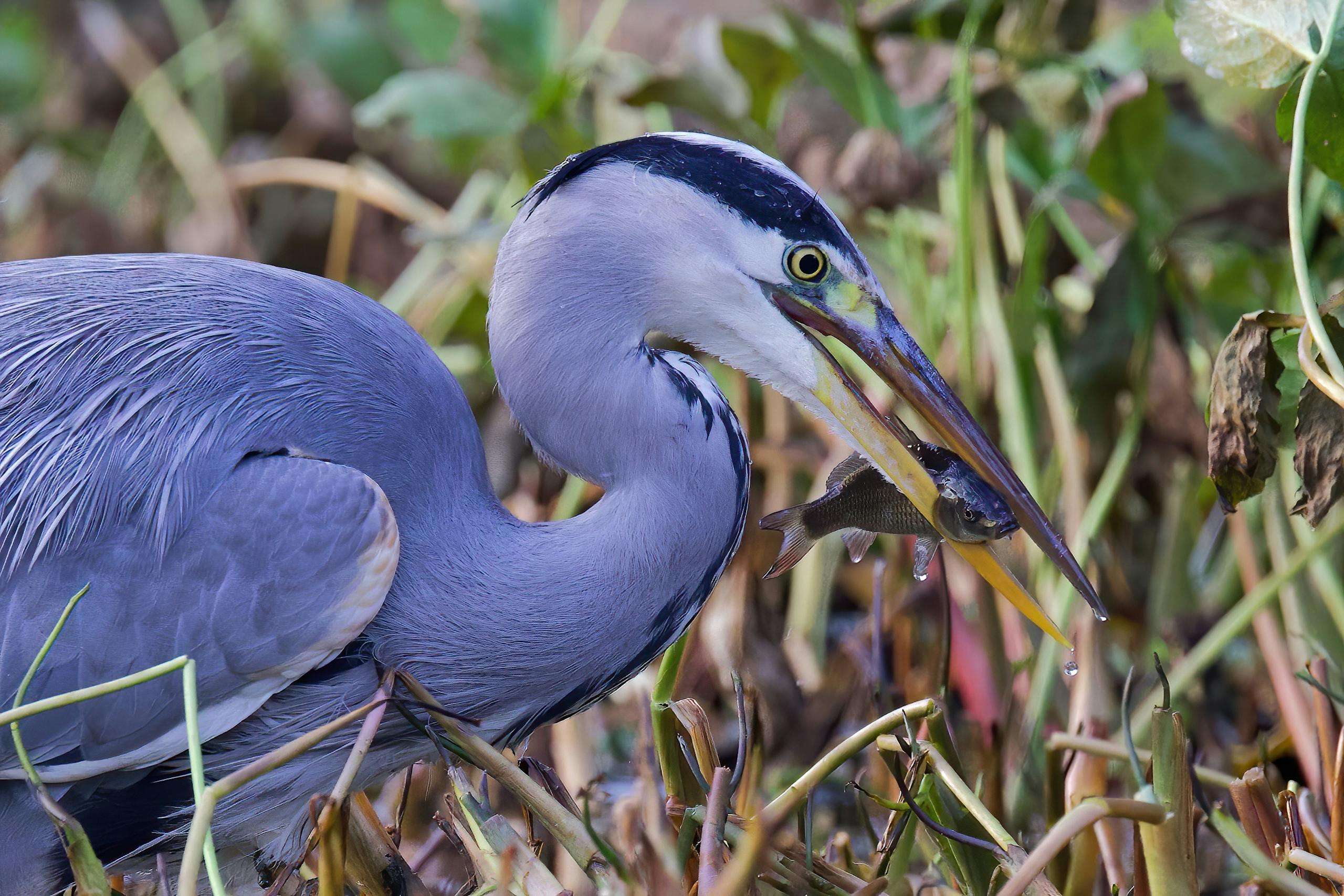 Close-up of a grey heron (Ardea cinerea) catching a fish in Mitcham wetlands.