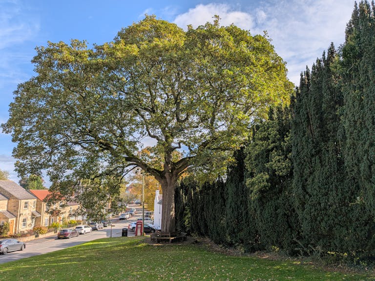 Serene view of a large oak tree in the village of Burton Leonard, England, with houses and road in the background.