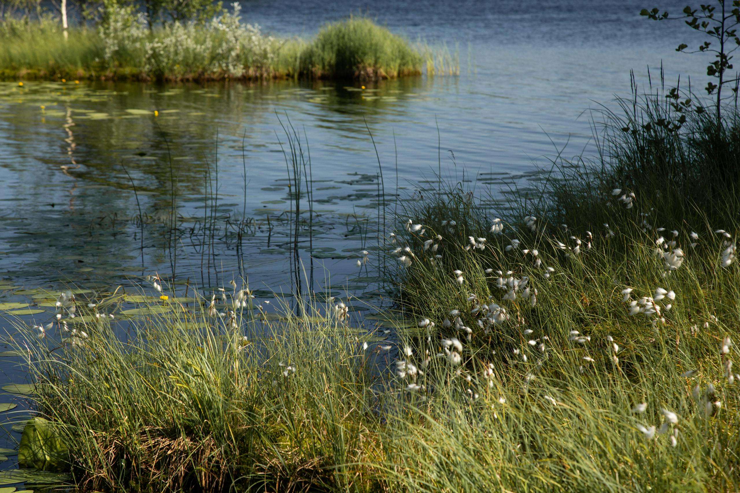 Serene wetland landscape showcasing calm water, grasses, and nature's beauty.